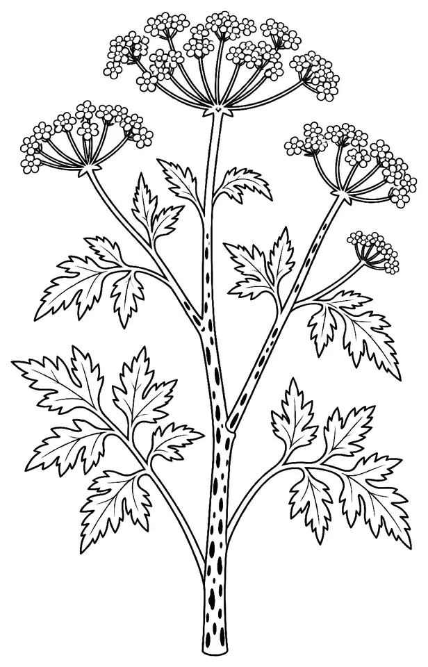 Coloriage de Grande ciguë : dessin au trait noir à colorier