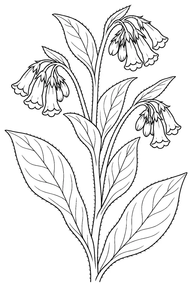 Coloriage de Grande consoude : dessin au trait noir à colorier