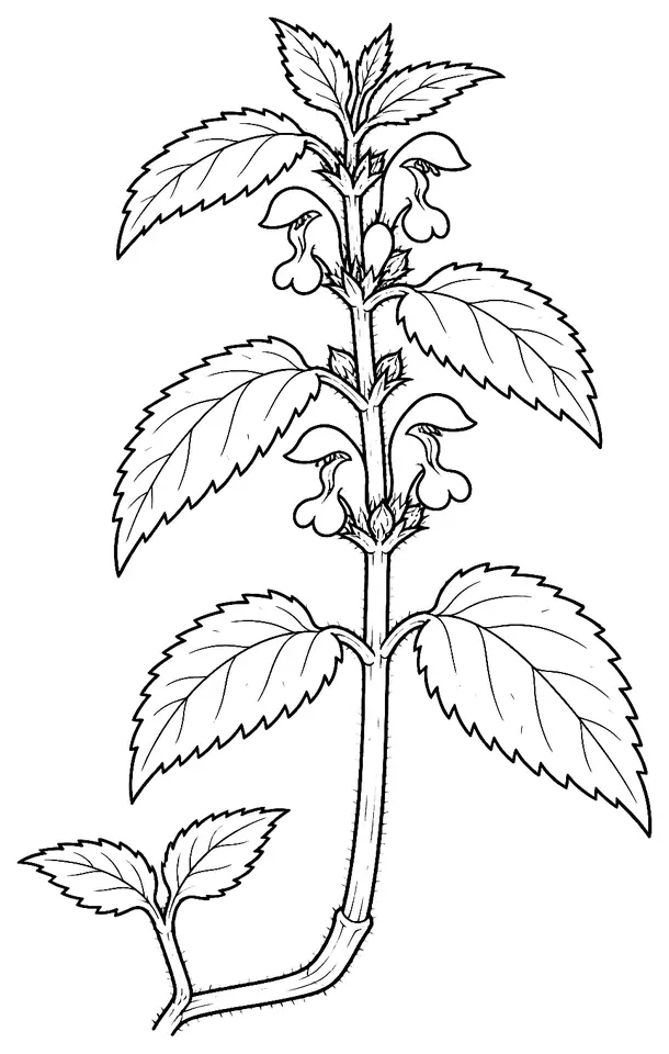 Coloriage de Lamier blanc : dessin au trait noir à colorier