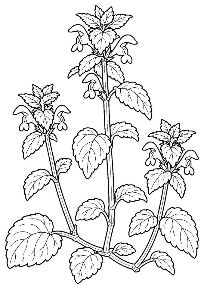 Coloriage de Lamier pourpre : dessin au trait noir à colorier