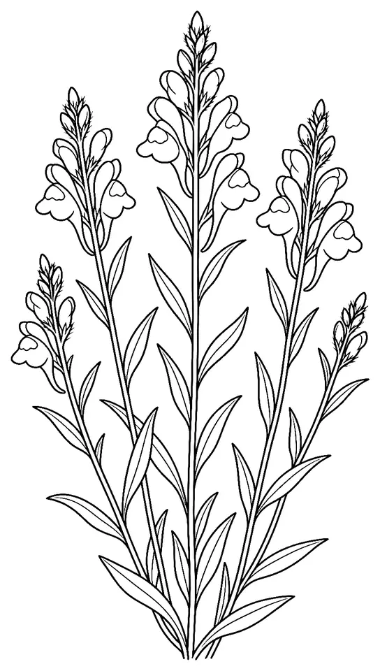Coloriage de Linaire commune : dessin au trait noir à colorier