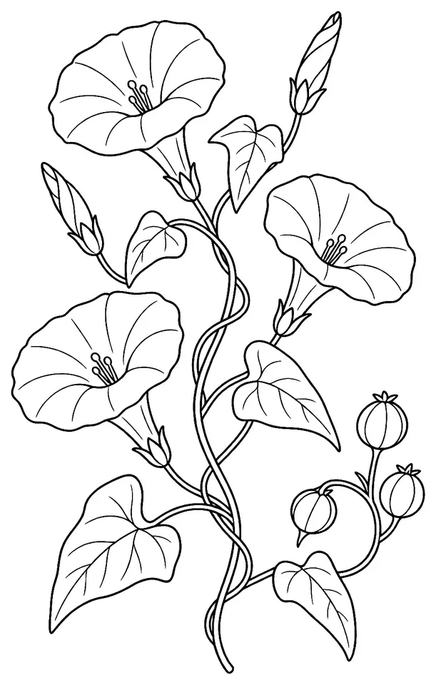 Coloriage de Liseron des champs : dessin au trait noir à colorier