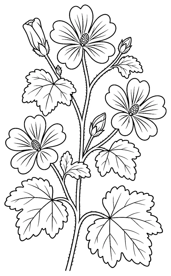 Coloriage de Mauve sylvestre : dessin au trait noir à colorier