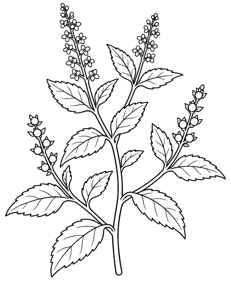 Coloriage de Mercuriale annuelle : dessin au trait noir à colorier