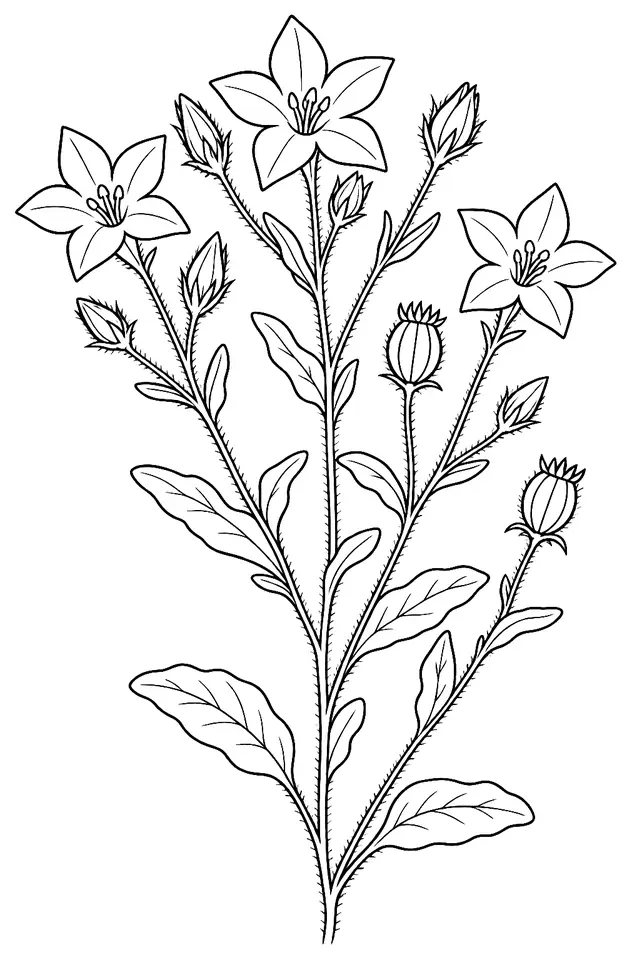 Coloriage de Miroir de Vénus : dessin au trait noir à colorier