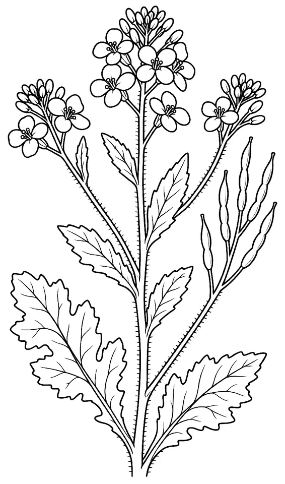Coloriage de Moutarde des champs : dessin au trait noir à colorier