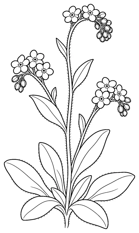 Coloriage de Myosotis des champs : dessin au trait noir à colorier