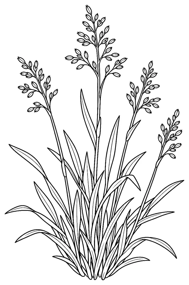 Coloriage de Pâturin annuel : dessin au trait noir à colorier