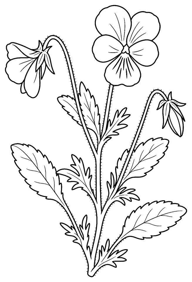 Coloriage de Pensée des champs : dessin au trait noir à colorier