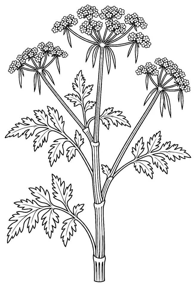Coloriage de Petite ciguë : dessin au trait noir à colorier