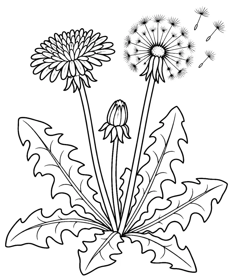 Coloriage de Pissenlit commun : dessin au trait noir à colorier
