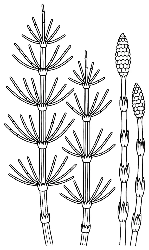 Coloriage de Prêle des champs : dessin au trait noir à colorier