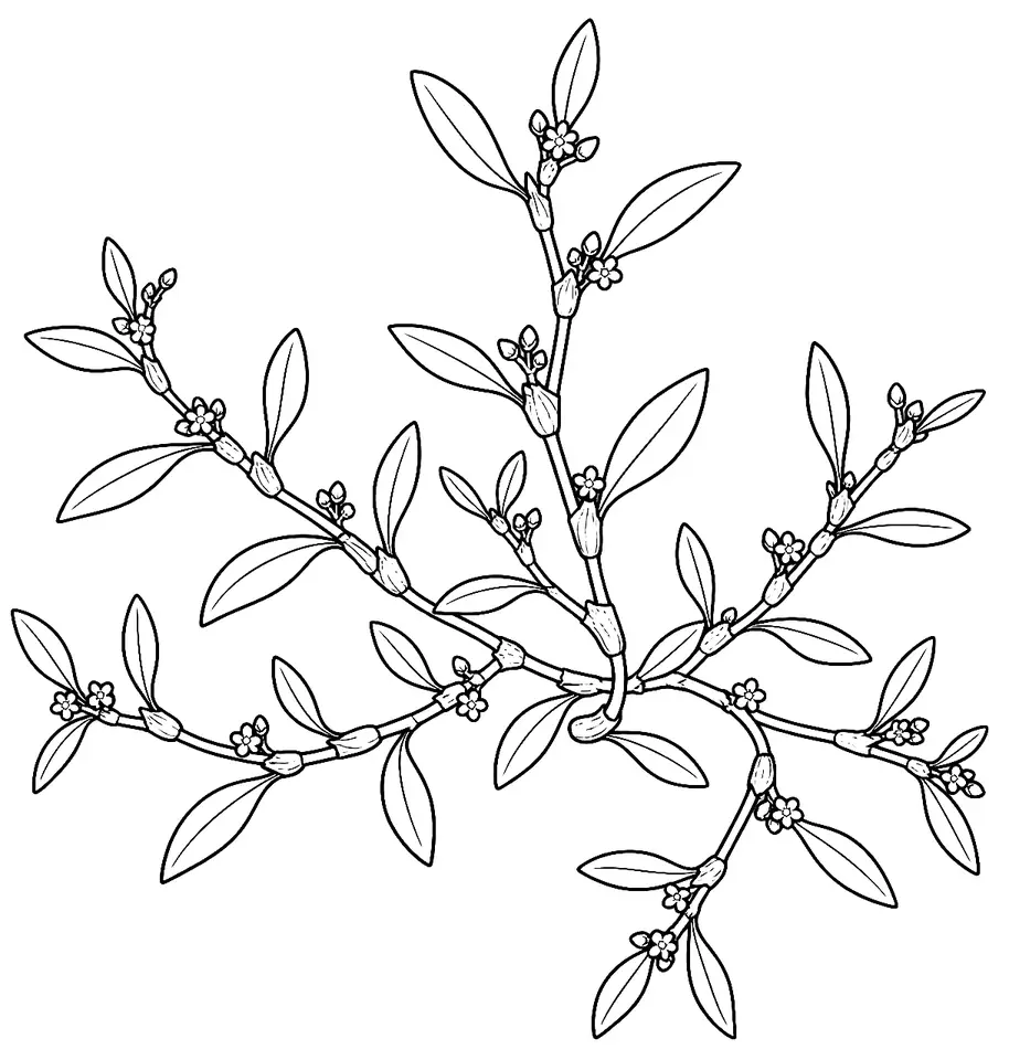 Coloriage de Renouée des oiseaux : dessin au trait noir à colorier