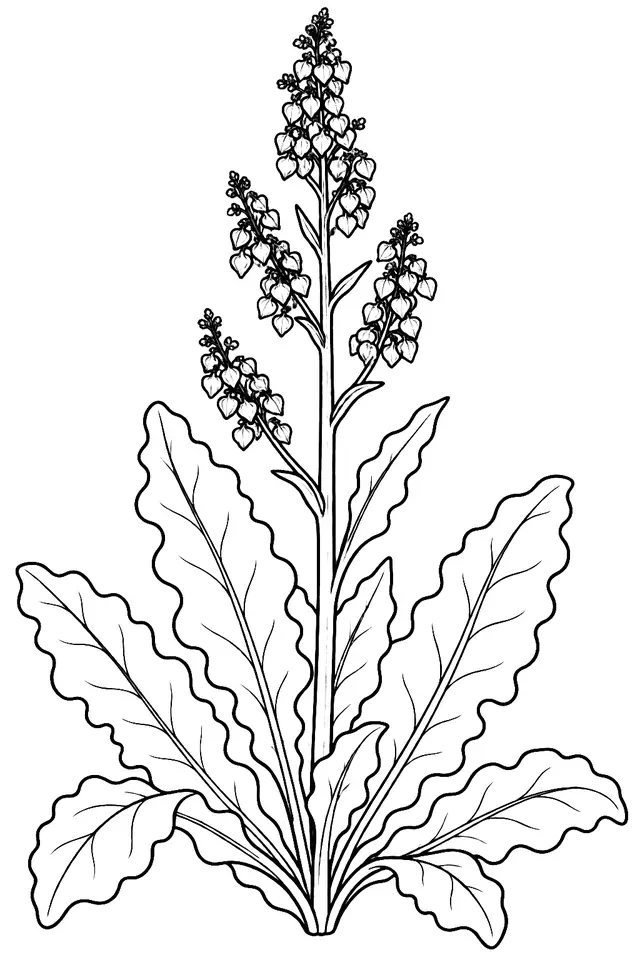 Coloriage de Rumex crépu : dessin au trait noir à colorier