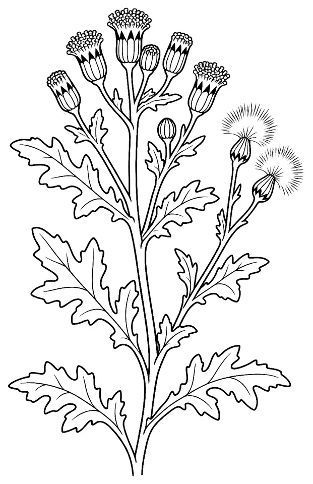 Coloriage de Séneçon commun : dessin au trait noir à colorier