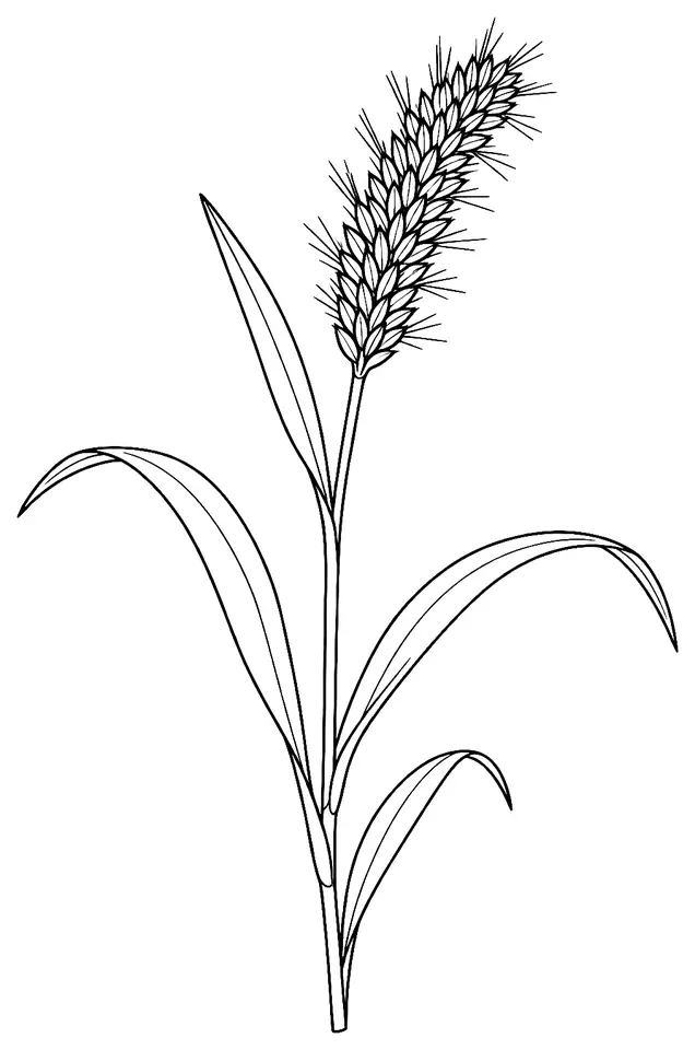 Coloriage de Sétaire verte : dessin au trait noir à colorier