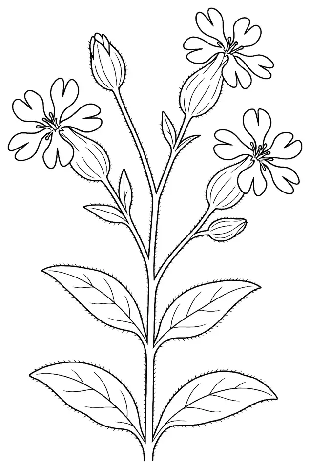 Coloriage de Silène blanc : dessin au trait noir à colorier