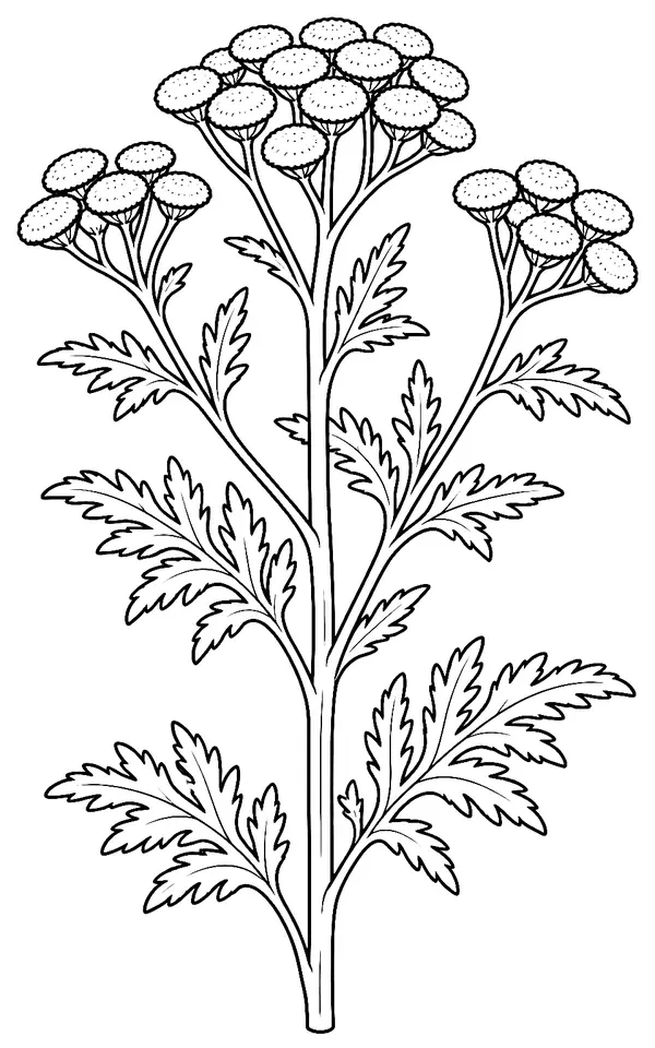 Coloriage de Tanaisie commune : dessin au trait noir à colorier