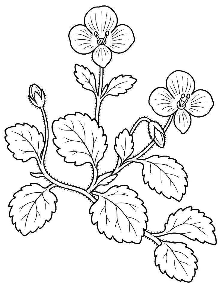 Coloriage de Véronique de Perse : dessin au trait noir à colorier