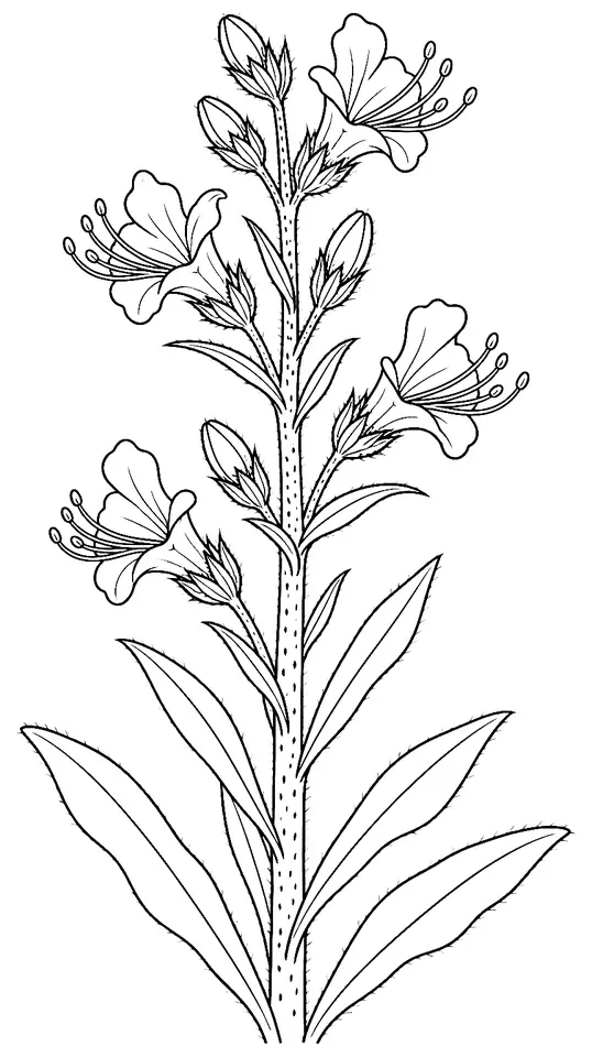 Coloriage de Vipérine commune : dessin au trait noir à colorier