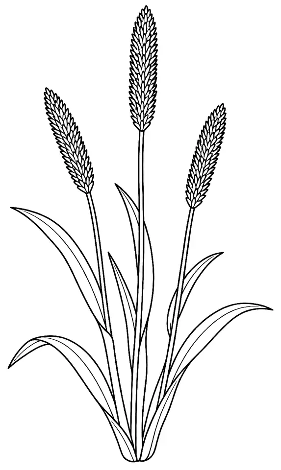 Coloriage de Vulpin des champs : dessin au trait noir à colorier
