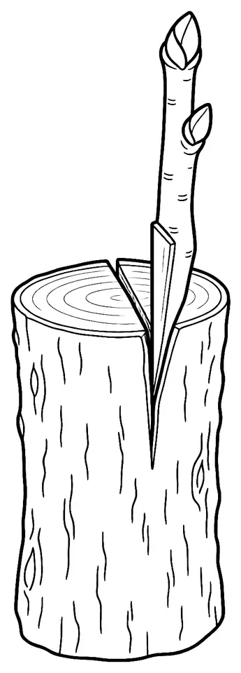 Coloriage de Greffe : dessin au trait noir à colorier