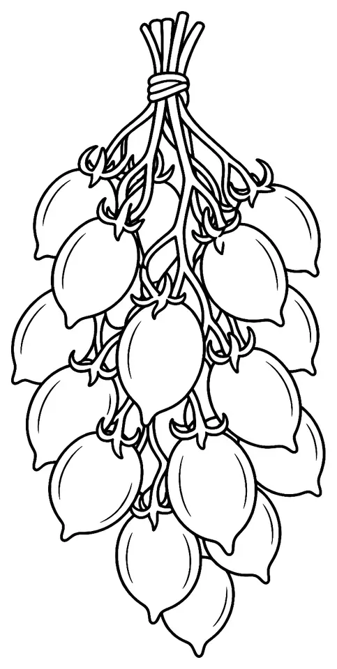 Coloriage de Pomodorino del Piennolo del Vesuvio : dessin au trait noir à colorier