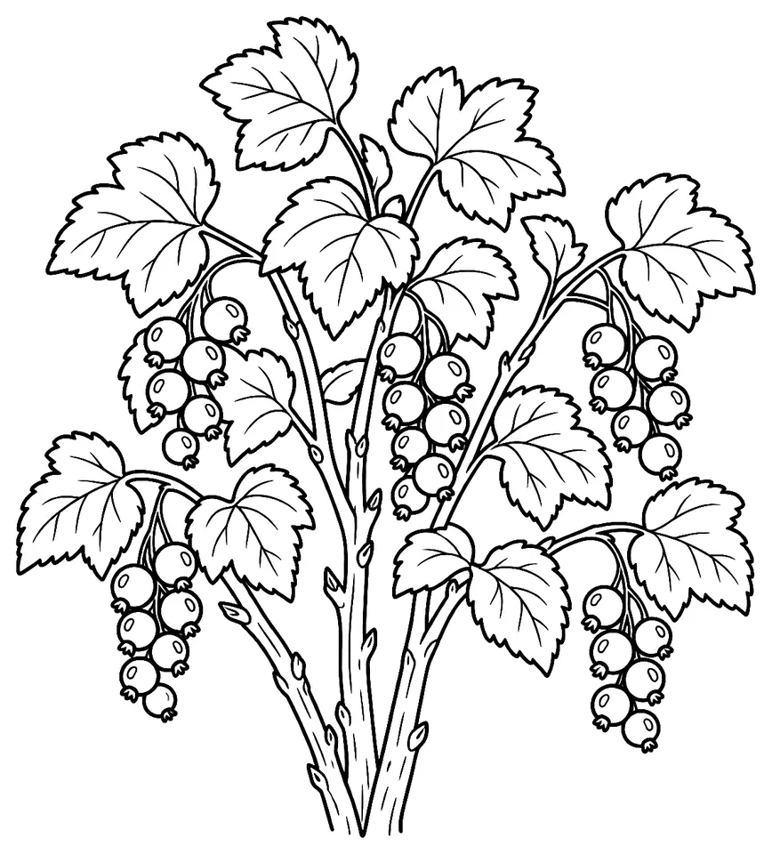 Coloriage de Cassissier : dessin au trait noir à colorier