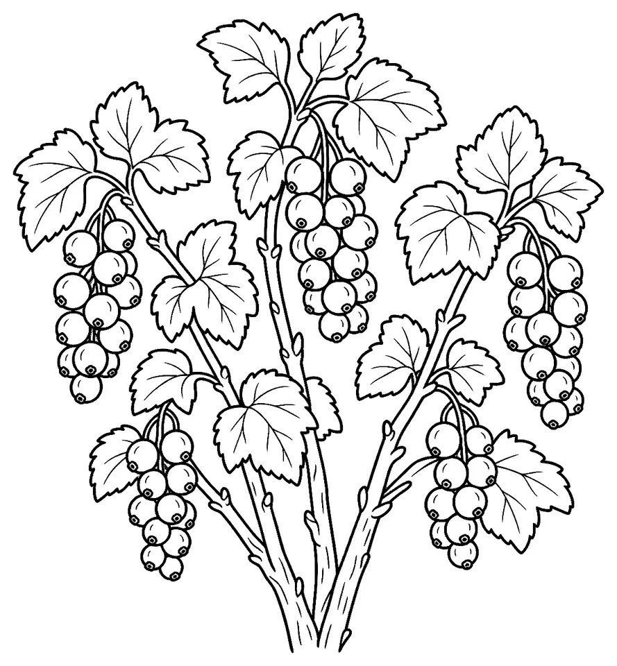 Coloriage de Groseillier à grappes : dessin au trait noir à colorier