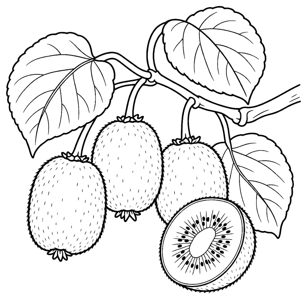 Coloriage de Kiwi : dessin au trait noir à colorier