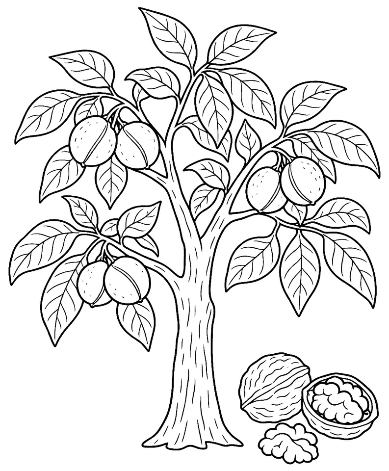 Coloriage de Noyer : dessin au trait noir à colorier