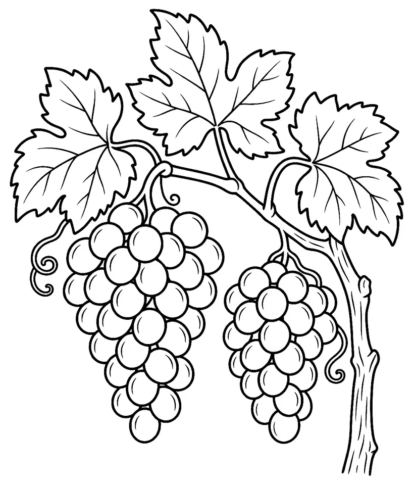 Coloriage de Vigne de table : dessin au trait noir à colorier