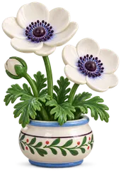 Anémone des fleuristes