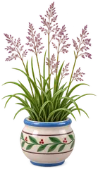 Agrostide capillaire