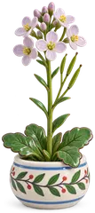 Cardamine des prés