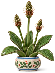 Plantain lancéolé, figurine en faïence en couleurs