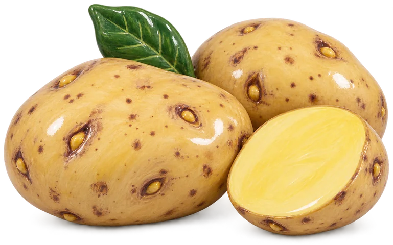 Plant de pomme de terre Magnum Bonum avec tubercules oblongs jaune pâle, à peau rugueuse et yeux marqués